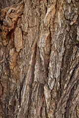 Vertical closeup of rough bark on a tree.