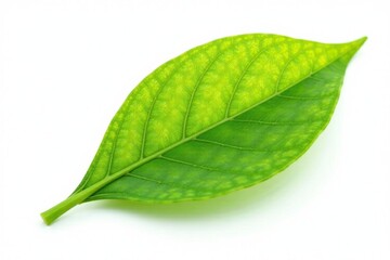 Obraz premium single leaf with veins against bright white background, simplicity, flora