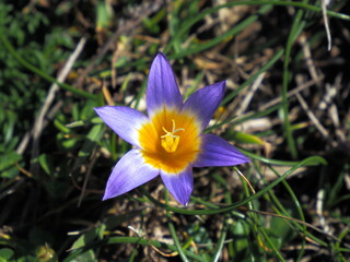 Flower in the field in full sunlight.
