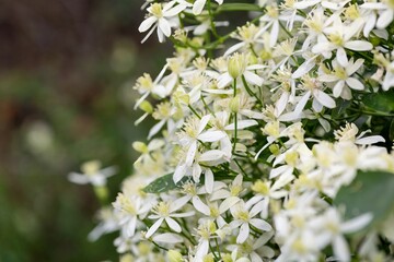 Close up of sweet autumn clematis (clematis terniflora) flowers
