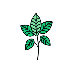 green leaf isolated on white background