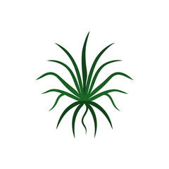 Fototapeta premium green plant isolated on white