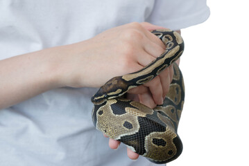 Hands of a girl and a young royal snake. A non-poisonous snake.