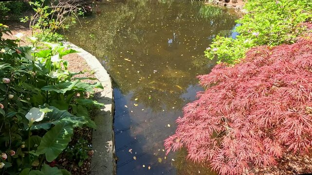 footage of a gorgeous spring landscape with a pond, lush green trees and flowers at Descanso Gardens La Ca&ntilde;ada Flintridge California USA