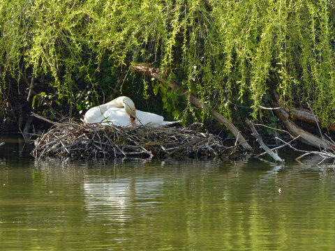Br&uuml;tender Schwan baut an seinem Nest