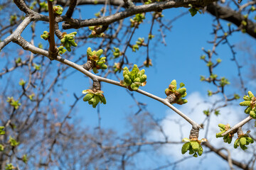 Young green shoots of leaves on a large tree Ginkgo Biloba in spring, used for medicinal purposes