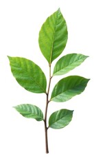 Obraz premium Single branch isolated on white background, with subtle leaf details, texture, closeup, wood