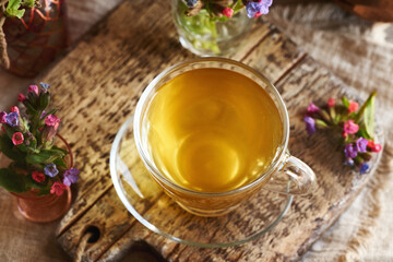 Lungwort or pulmonaria tea in a glass cup