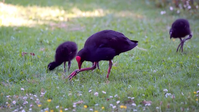 Australasian swamphen - Mother Pukeko with Chicks on Green Lawn in Sunny Park &ndash; Native New Zealand Wildlife