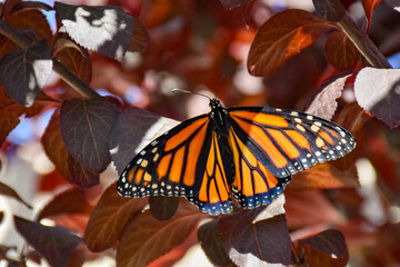 butterfly on flower