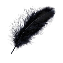 Obraz premium single black feather with intricate details and soft texture, isolated on transparency background, evokes sense of elegance and mystery