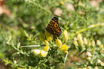 Map butterfly (Araschnia levana) sitting on a yellow flower in Zurich, Switzerland