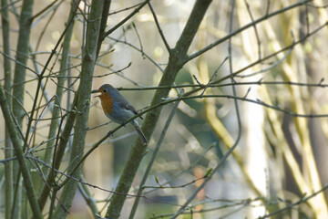 European robin (Erithacus rubecula) sitting on a tree branch in Zurich, Switzerland