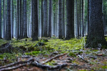 Photo of a natural forest scene with trees, branches, and foliage. Peaceful outdoor environment showcasing the beauty and tranquility of woodland nature.

