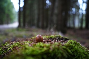 Photo of a natural forest scene with trees, branches, and foliage. Peaceful outdoor environment...