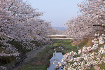 京都府井手町　玉川の満開の桜並木と青空