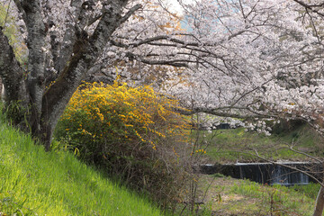 京都府井手町　玉川堤のヤマブキと桜