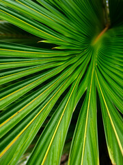 Fototapeta premium close up of fan palm leaves