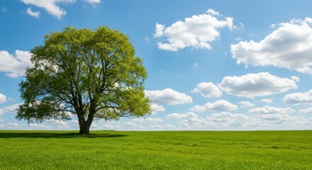 Fototapeta premium Peaceful countryside view with green fields, one tree, and soft clouds above.