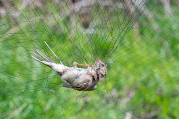 Small songbird caught in a net for ringing. Poaching of small birds.