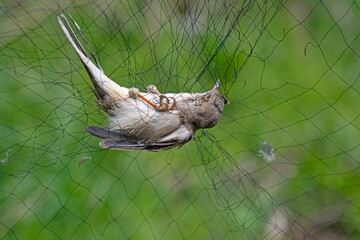 Small songbird caught in a net for ringing. Poaching of small birds.