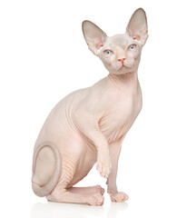 Young Sphynx Kitten Sitting Pretty