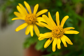 Close-up of a vibrant yellow daisy with a small insect on its petal, set against a soft green background.