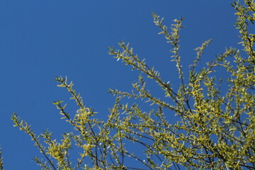 Young beautiful green willow branches with spring green leaves on a blue sky background. Willow tree wallpaper with copy space for text 