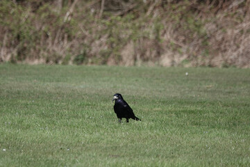A Rook (Corvus frugilegus) standing in a field