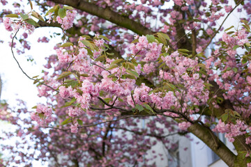 Delicate pink sakura blossoms adorn branches in full bloom, showcasing the beauty of spring.