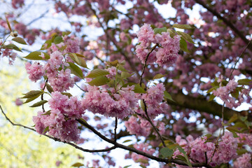 Delicate pink sakura blossoms adorn branches in full bloom, showcasing the beauty of spring.