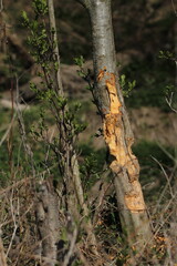 Beaver eaten destroyed tree near river 