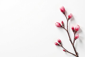 Small branches on a white background with a subtle texture, minimalist, white