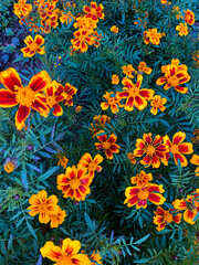 Multi colored flowers in blossom and leafs close-ups