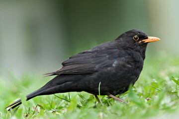 Eurasian blackbird aka the common blackbird or turdus merula male. Close-up portrait in the grass.