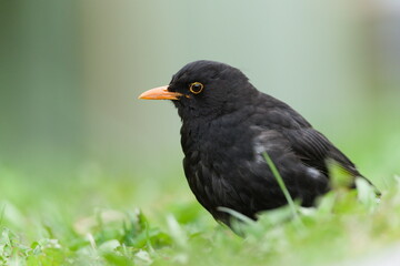 Eurasian blackbird aka the common blackbird or turdus merula male. Close-up portrait in the grass.