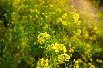 Fototapeta premium rapeseed field yellow bloom closeup canola flowers in field agricultural
