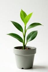Small green plant growing in a small pot isolated on white background, foliage, botanical, plant specimen