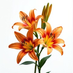 Fototapeta premium Beautiful vibrant orange daylily flowers isolated on white background. Close-up of blooming lily buds with green stems. Floral design for wedding, holidays. Fresh spring, summer bloom in a nature.