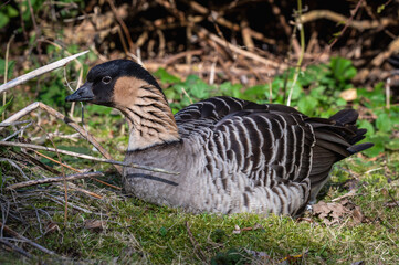 Nene Goose Resting on Grass