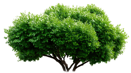 Lush Bush: A vibrant, digitally enhanced image presenting a perfectly formed bush, its rich green foliage creating a sense of vitality and the beauty of nature.