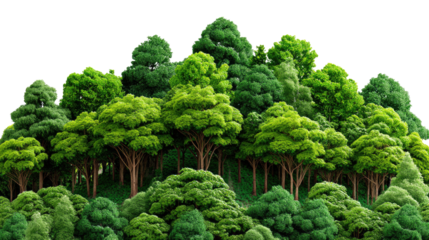 Forest Canopy: A dense, verdant forest, with a vibrant display of layered trees. Showcasing the lushness and natural beauty of the environment, a visual tribute to nature's grandeur.