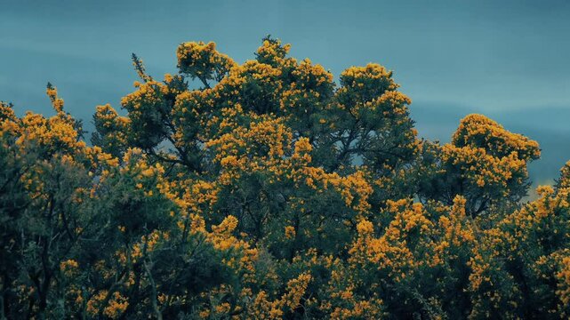 Flowering Gorse Bushes On Hilltop In The Wind