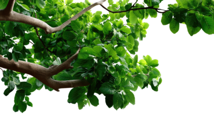 Lush Green Tree Branch: An intricate web of a tree's branches and leaves, showcasing the delicate beauty of nature's artistry. This image is perfect for ecological themes.