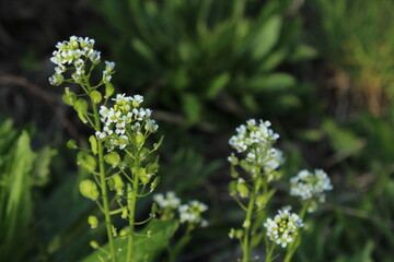 Fototapeta premium Capsella bursa-pastoris, known as shepherd's bag. Widespread and common weed in agricultural and garden crops. Medicinal plant in natural environment. 