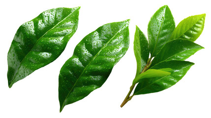 Obraz premium Green Leaf Collection: Isolated close-up captures of vibrant green leaves showcase the fresh, natural beauty of organic growth.