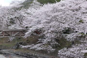 京都府亀岡市　七谷川の桜の風景