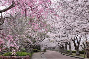 京都府亀岡市　桜名所　七谷川和らぎの道