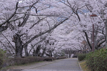 京都府亀岡市　七谷川和らぎの道　遊歩道の桜並木