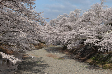 京都府亀岡市　七谷川の桜並木と青空